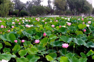 冬季荷花移盆技巧