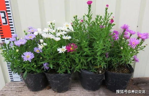 春季草花的播种与养护