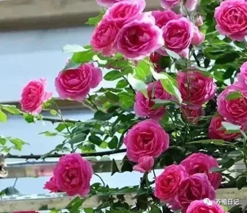 新手种植， 选择花香月季小技巧