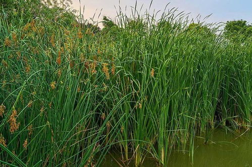 四、 种植技巧：用心呵护，才嫩茁壮成长