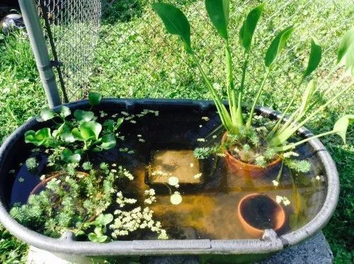 爆款浮水植物盘点，种类齐全推荐！