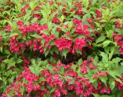 红王子锦带的魅力