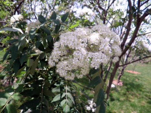 耐寒宿根花卉的多样选择