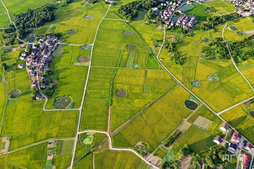 三明清流县：花卉产业的领头羊
