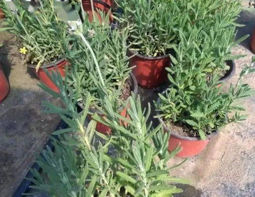 迷迭香，一种具有芳香治愈功效的植物