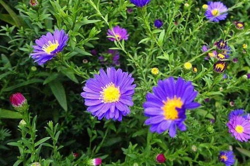 紫菀的花期延长秘诀