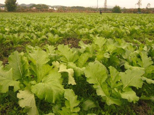 适合用氨基酸肥料的花卉