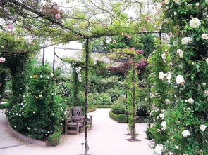 冬日里的绿色守护者：冬季庭院绿化植物推荐