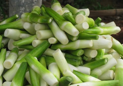茭白优质高产，掌握种植诀窍是关键