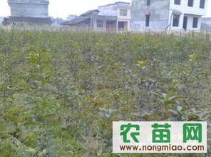 金桂花小苗的价格探索