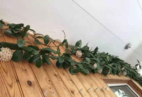 “小盆花缺水，为何比大盆花更严重