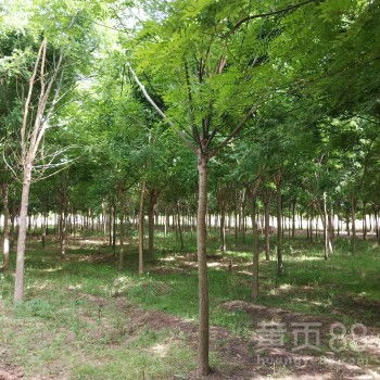 国槐苗的价格行情
