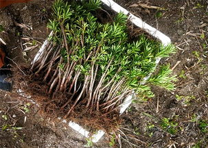 树苗生根剂如何正确使用以提高成活率？