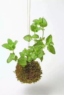 香草种植，真的就这么简单吗？