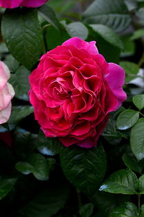 月季花的花期之谜