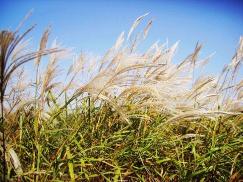 莎草：水分吸收的高手