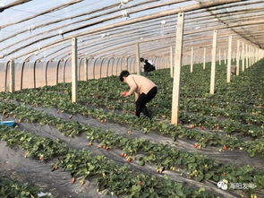利用农村闲置土地种植特色水果，打造生态采摘园