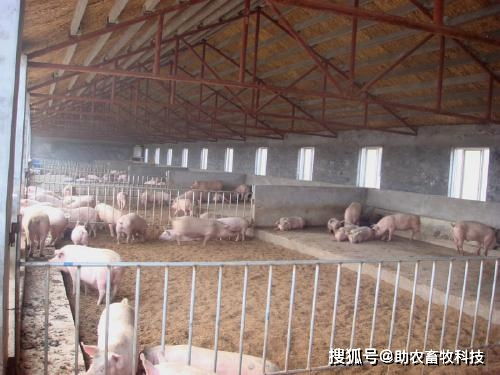 创新猪舍：发酵床养猪