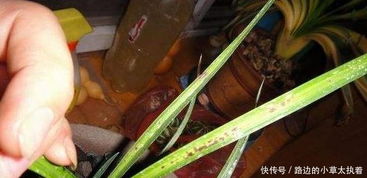 兰花病毒病有哪些典型症状？如何有效防治兰花病毒病