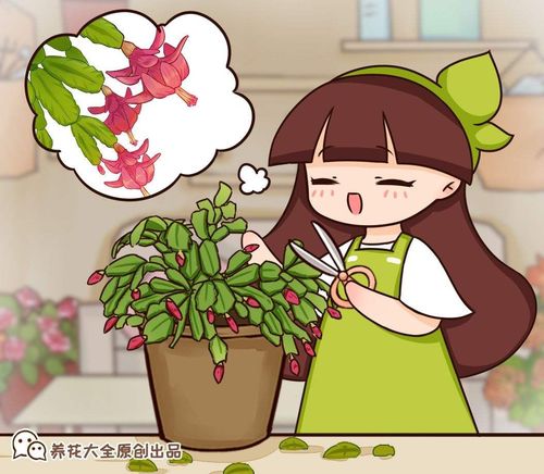 蟹爪兰换盆的最佳时间及注意事项