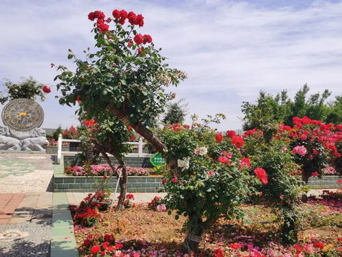 月季花品种介绍