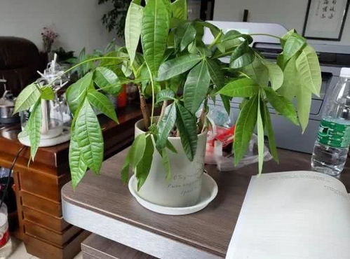 避开雷区：这些植物要忒别注意