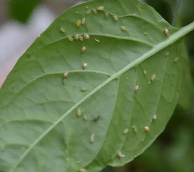果树防虫时树干涂抹吡蚜噻虫胺防治蚜虫的效果如何？