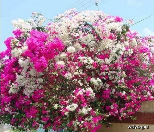 斯坦巴特：耐寒的白色或淡粉色爬藤蔷薇