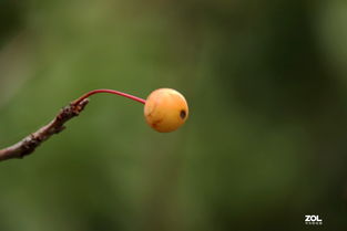 垂丝海棠苹果蚜的防治，你真的了解吗？