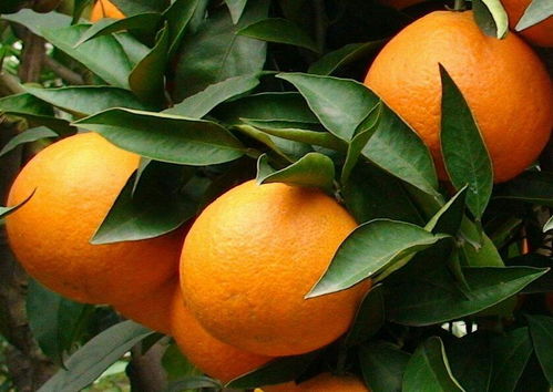 咪铜氟环唑福满美，是个啥玩意儿？