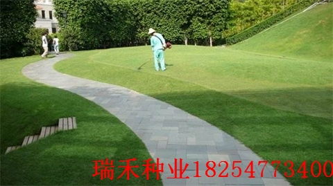 选草坪草也要因地制宜