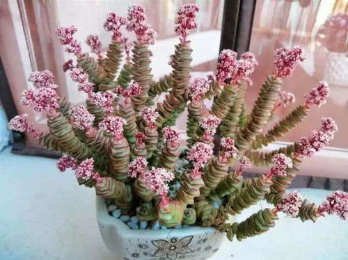 多肉植物的夏天