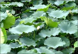 高效除草，安全操作