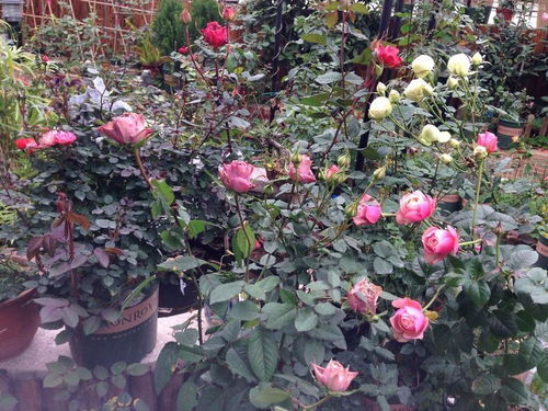 果汁阳台月季的逆袭