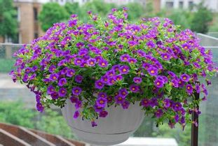 一盆花卉，家里瞬间美爆！