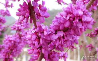 公路两侧绿化选紫色花， 这事儿得好好琢磨琢磨