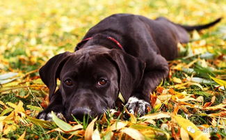 菜园大变样，一夜之间菜叶全被吃光了！