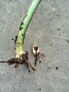 个人情感与带刺植物