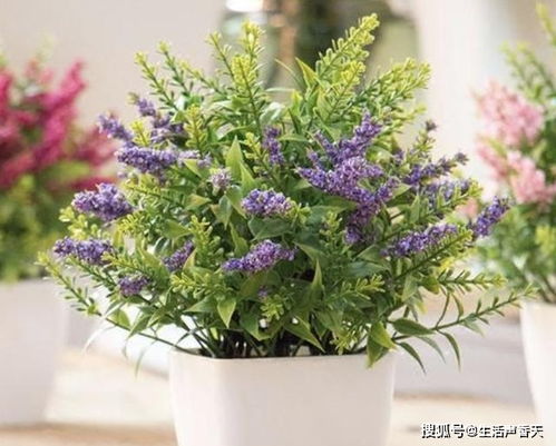 薰衣草——香飘全球的香草