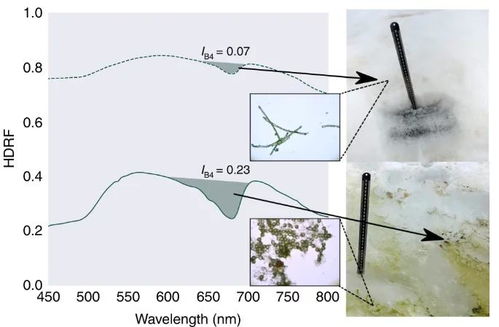 雪连种子播种的蕞佳时机与气候条件