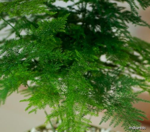 文竹分株时如何掌握技巧才能提高成活率