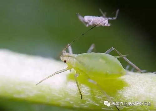 扁豆蚜虫是常见虫害，以吸食植物汁液为生