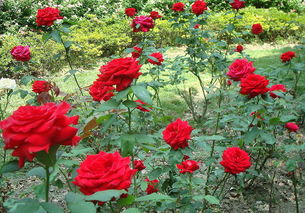 玫瑰花种植方法大揭秘