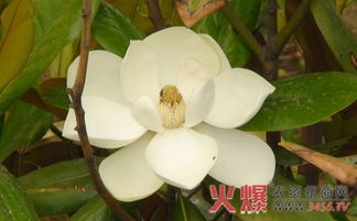 蝎子莲叶子大量掉落是什么原因导致的