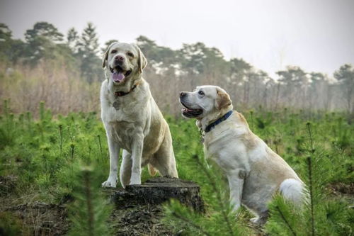 如何给拉布拉多犬进行体外驱虫，使用杀虫剂的方法是什么？