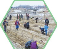 五、 雪松——四季常青，傲立雪中