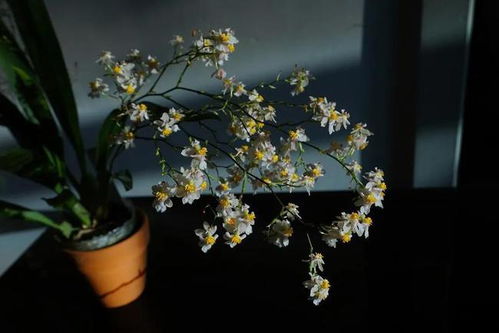 腊梅：零下8℃照样吐芬芳