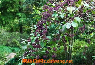 湖南茱萸的抗逆管理要点