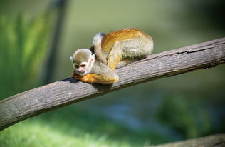 17. 雌雄配子的融合