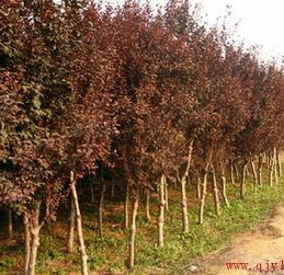 小红叶李的价格到底涨了多少？